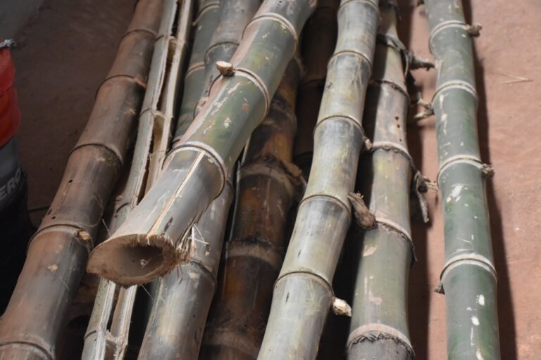 Con experiencias de cinco países y foco en los pequeños productores, Misiones abrió la Semana Internacional del Bambú