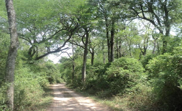 Día Internacional de los Bosques | Reflexiones de la REDAF sobre la situación en Argentina: “Defender los bosques nativos es defender la vida de las comunidades locales”