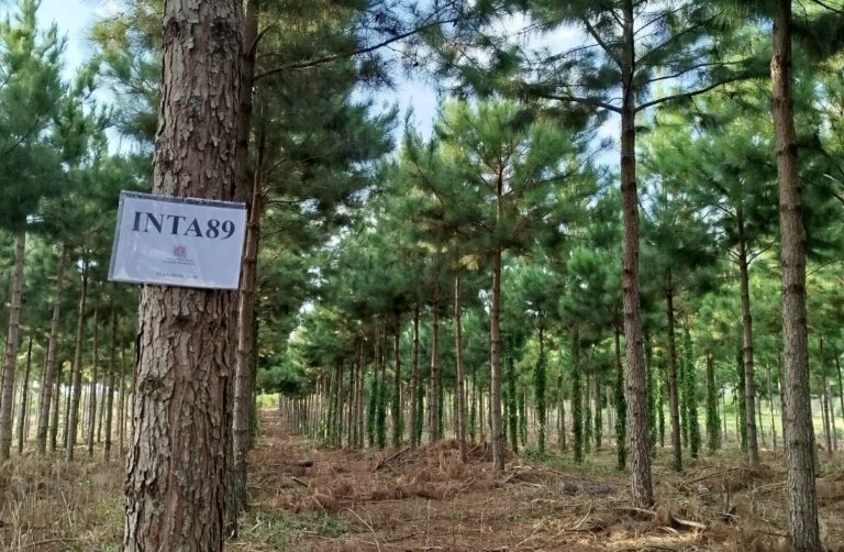 Pinos más productivos: el INTA logra mejoras de hasta 48% en rendimiento forestal en Misiones