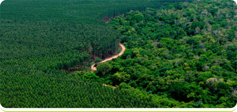 Paraguay | BID Invest aprobó financiamiento por hasta US$165 millones para el polo forestal de Paracel, el mayor proyecto privado del país
