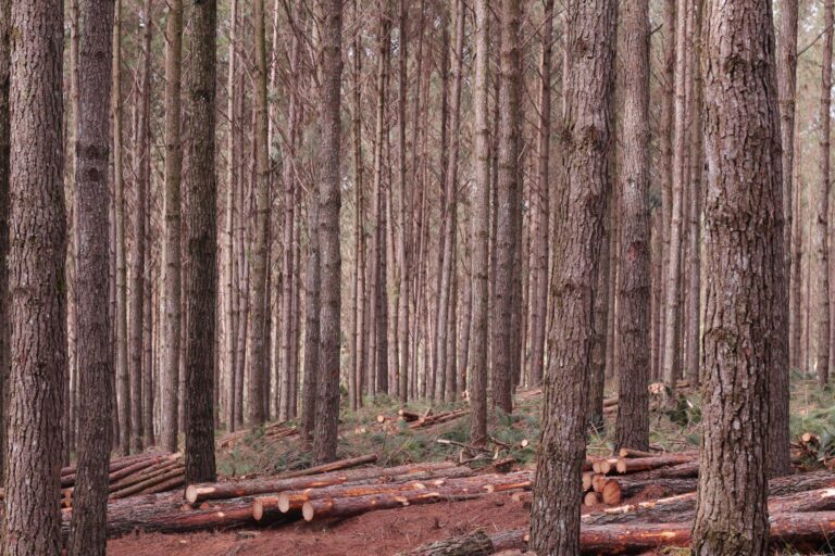 Brasil | Sector forestal alerta por propuesta oficial del CONABIO que podría reducir a la mitad el área de plantaciones comerciales