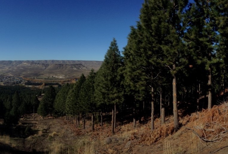 Especies invasoras en Patagonia | Investigación de FAUBA expone la causa del avance sin control del pino sobre los bosques nativos