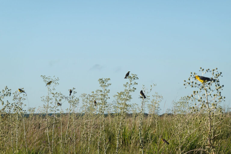 Corrientes | Desde la nueva Reserva Natural Campos del Aguapey de Aves Argentina articulan con productores ganaderos y organizaciones medidas para conservar la biodiversidad de los pastizales del Cono Sur 