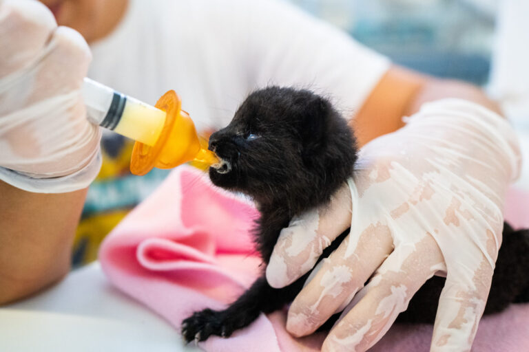 Día del animal | El valor del rescate de las crías huérfanas de animales silvestres para ayudar a sobrevivir