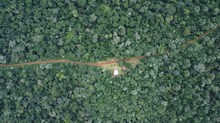 Araucarias en el PP Caá Yarí en Misiones: un estudio revela buen estado de conservación, pero advierte riesgos por el trazado de la Ruta 15 que fragmenta el área protegida