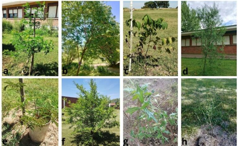 Árboles nativos de Argentina: investigación de la UNICEN revela cuáles se adaptan mejor al suelo centro-sur de Buenos Aires