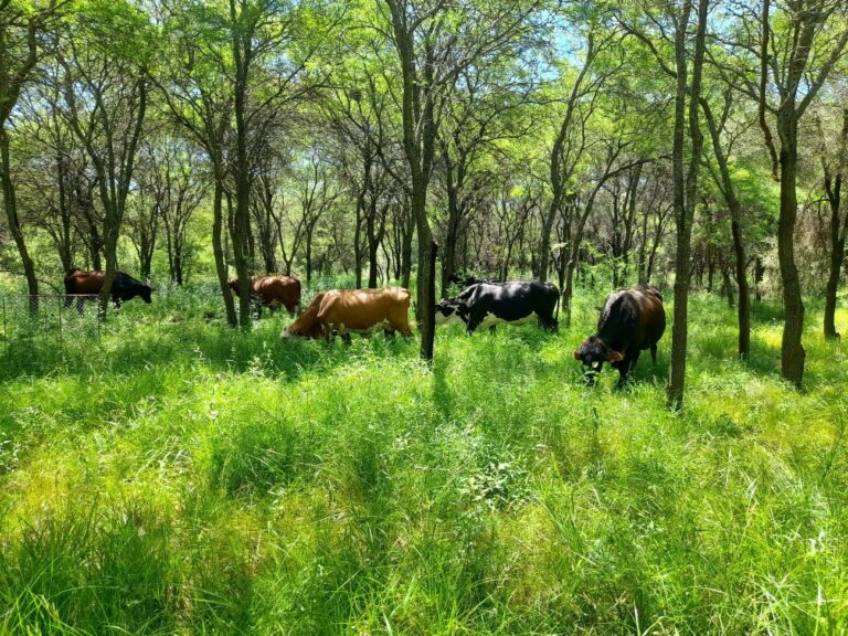 Bosques que valen: el carbono como oportunidad para desarrollo sostenible del Chaco