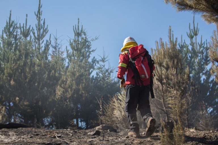Los pinos y los incendios en la Región Andino Patagónica