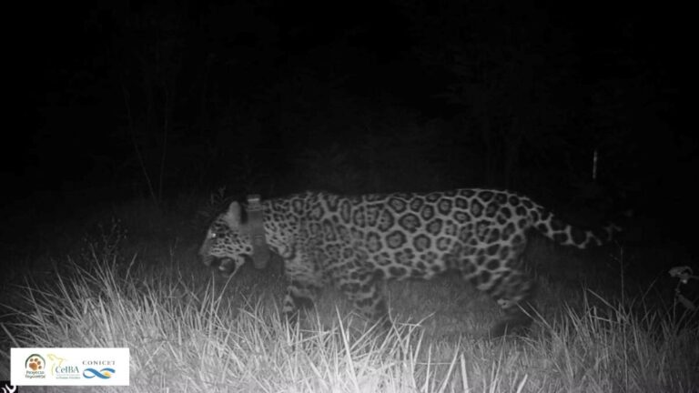 Misiones | El Ministerio de Ecología confirmó que la yaguareté “Elecha” murió por causas naturales