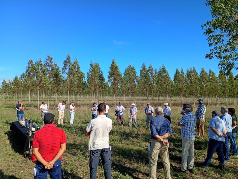 Ajuste recesivo en el sector forestal: la crisis del eucalipto desploma la rentabilidad del productor, del 14% cayó al 4% anual en dos años