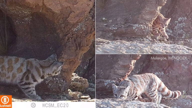 Mendoza | Nuevo hallazgo de gato andino en Malargüe, próximo al Área Natural Protegida La Payunia