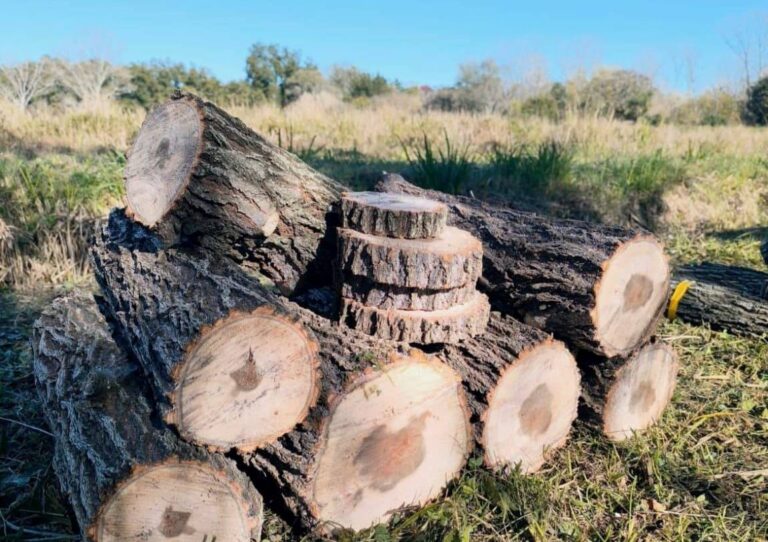 INTA Delta | Estudian madera de nuevos sauces criollos para la industria papelera