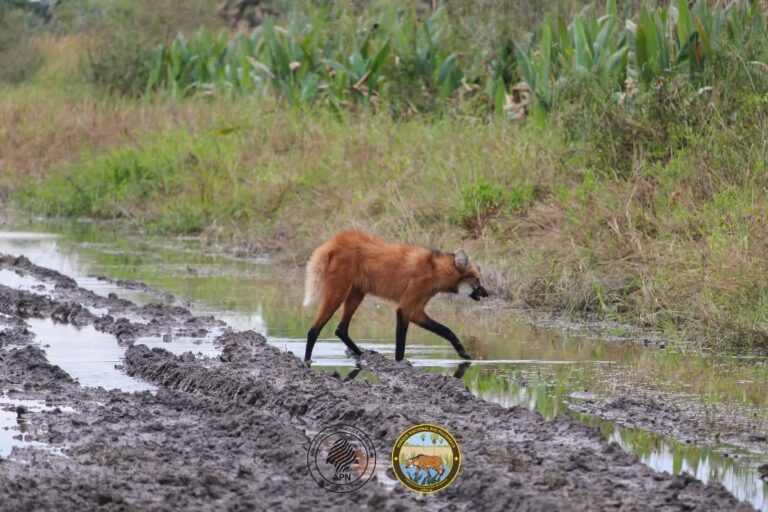 Exitoso rescate en Formosa: un ejemplar de aguará guazú fue devuelto a su hábitat natural tras aparecer en una vivienda de Laguna Blanca