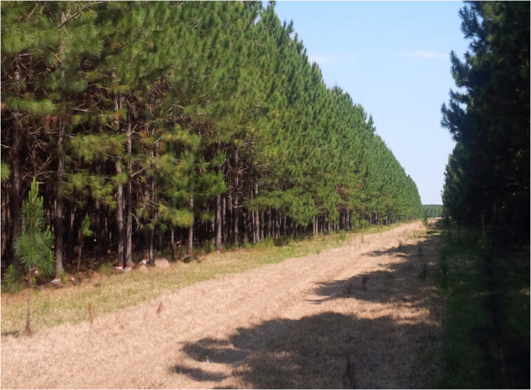Corrientes se consolida como el polo de inversiones forestales de Argentina y proyecta una planta de celulosa por USD 2.000 millones