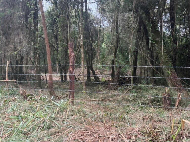 Seguridad jurídica en Misiones | Empresario Alfredo Ruff denunció al cacique de Puente Quemado II por usurpación, daños  ambientales y desmonte ilegal en su lote de Garuhapé