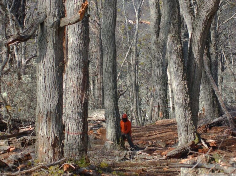 Tierra del Fuego integra sus Reservas Forestales en producción y áreas de turba al modelo de Paisaje Productivo Protegido