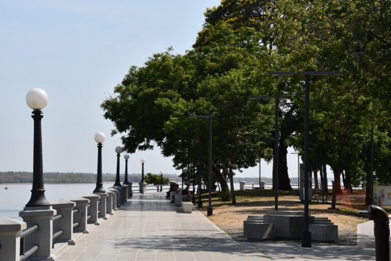 Más árboles, menos calor: el rol del arbolado urbano en Corrientes