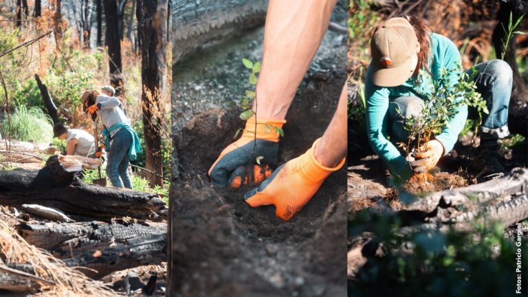 Restauración forestal | Plantan 20.000 árboles nativos en áreas afectadas por incendios en Chubut