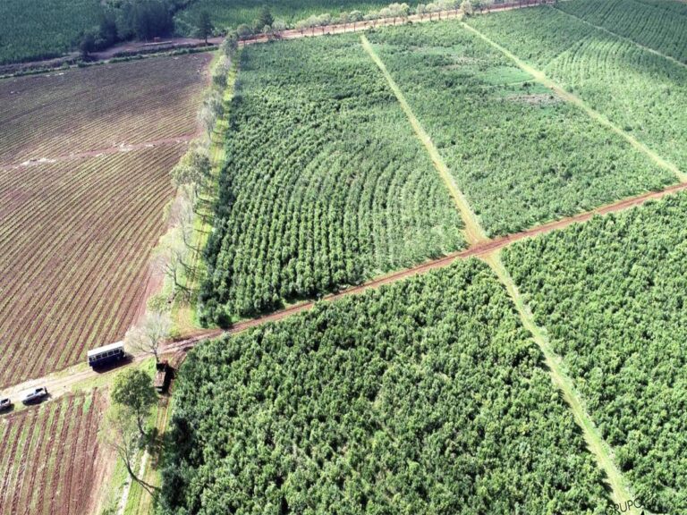 Corrientes | La certificación forestal PEFC como base para crecer hacia los mercados más exigentes del mundo