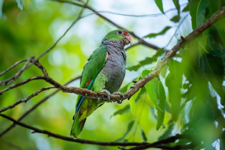 Misiones | Una temporada de trabajo activo en Tobuna para salvar al Loro Pecho Vinoso es impulsada por Aves Argentina, IMiBio y Ecología