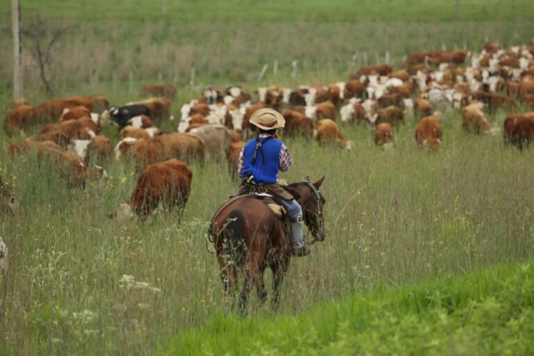 Más de 200 productores de 13 provincias integran la Alianza del Pastizal, una iniciativa que promueve la conservación a través de la producción ganadera