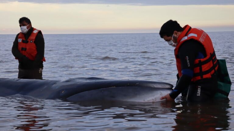 Operativo de rescate en el Río de la Plata: Una ballena Sei desorientada quedó varada frente a las costas de San Isidro