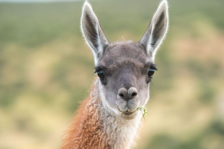 El Guanaco, el herbívoro nativo más grande de los pastizales de Sudamérica está en peligro de extinción
