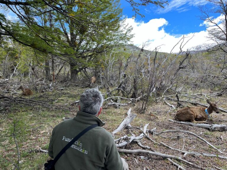 Nació Chaura, la primera huemul de segunda generación en la Estación de Fundación Temaikèn