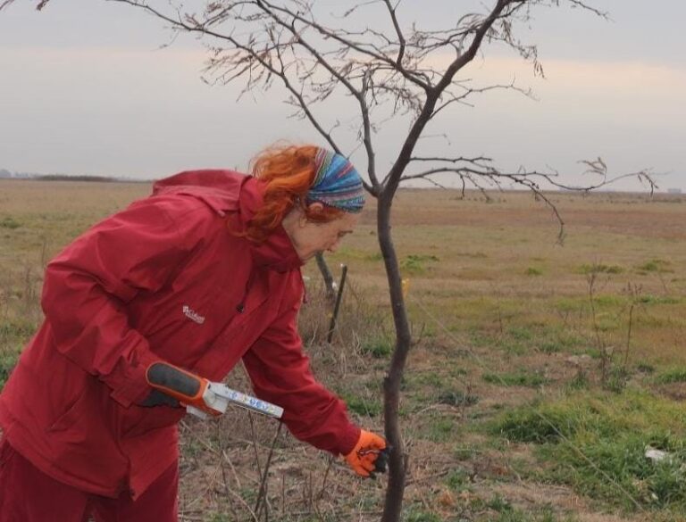 Árboles en el campo: una experiencia con algarrobo blanco para generar sombra y fortalecer los sistemas ganaderos del sur de Córdoba
