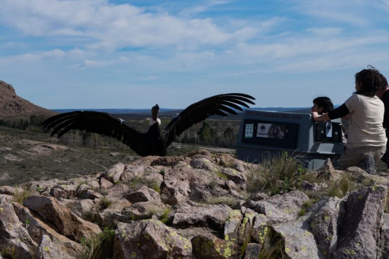 Segundas oportunidades en las alturas: el cóndor Kurruf volvió a volar libre en su hábitat tras superar su segundo rescate