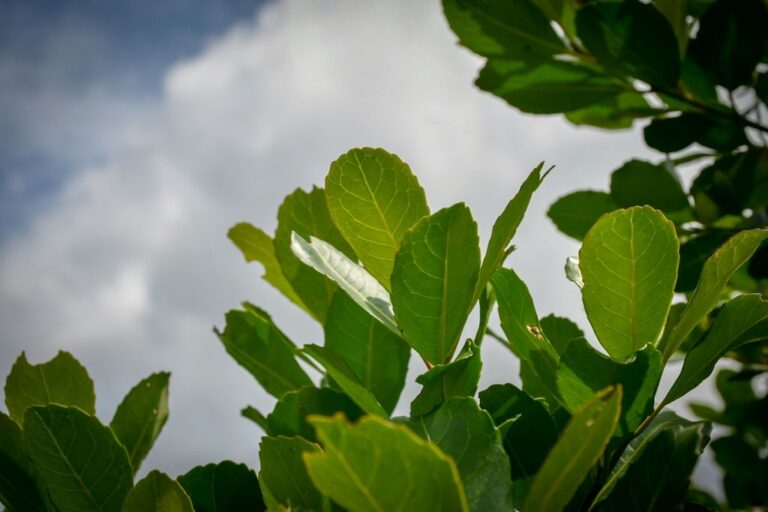 Capacitación virtual | INTA Misiones, RENATRE y la SRT capacitan sobre manejo de la planta, prevención de riesgos y buenas prácticas en el trabajo rural