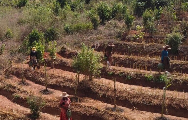 Estado de los Bosques FAO 2026: «El mundo necesita restaurar 470 millones de hectáreas para alcanzar las metas forestales de 2030»