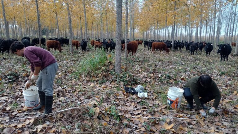 Sistemas silvopastoriles en el Bajo Delta del Paraná: investigando la producción del futuro