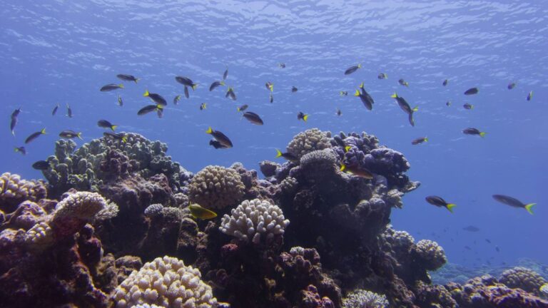 COP 17 de Biodiversidad | La Lista Roja de la UICN revela que prácticamente todos los ecosistemas de arrecifes de coral se enfrentan a un alto riesgo de colapso en 50 años